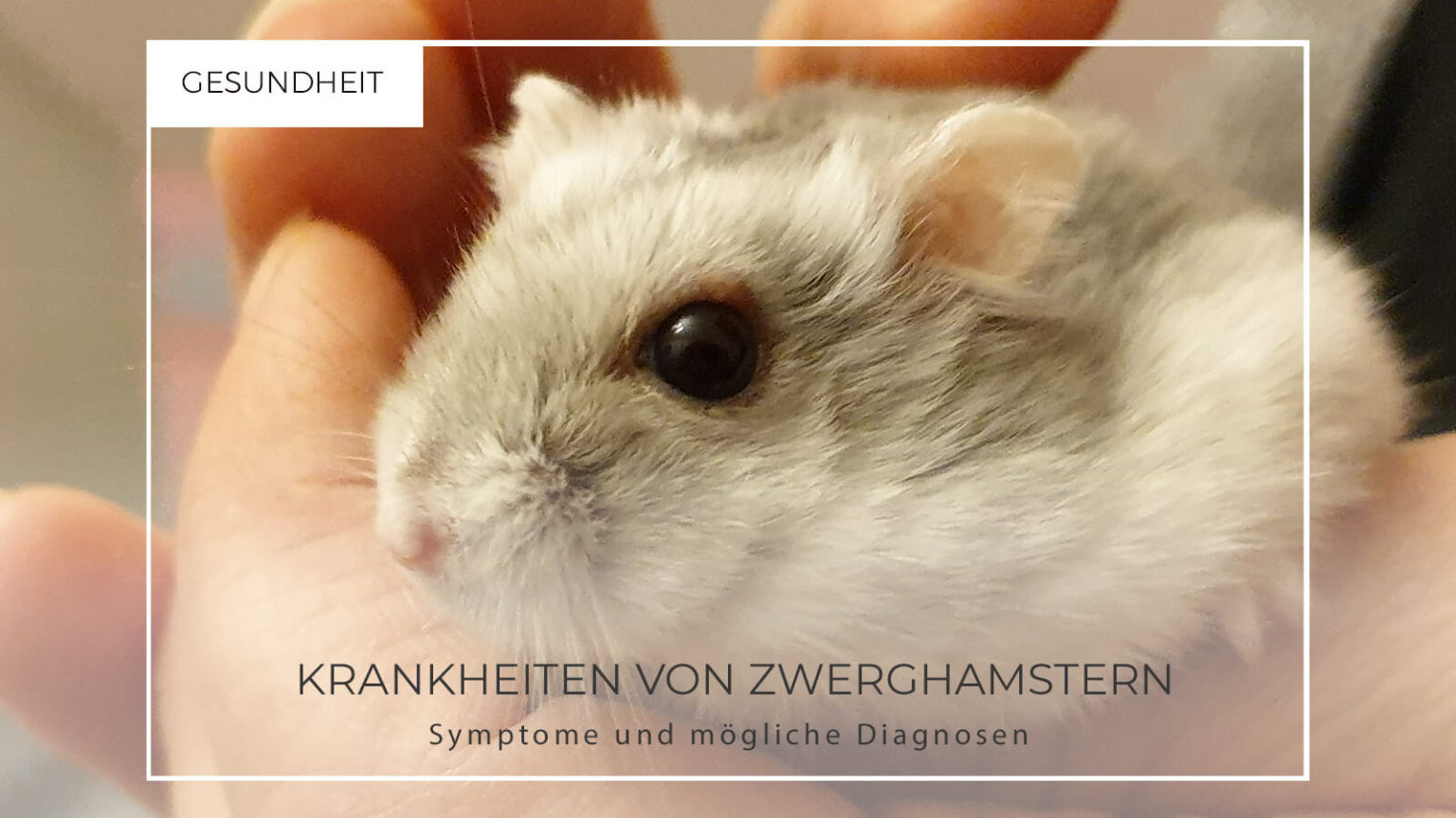 Krankheiten von Dsungarischen Zwerghamstern - Hamster Krankheiten 1536x864