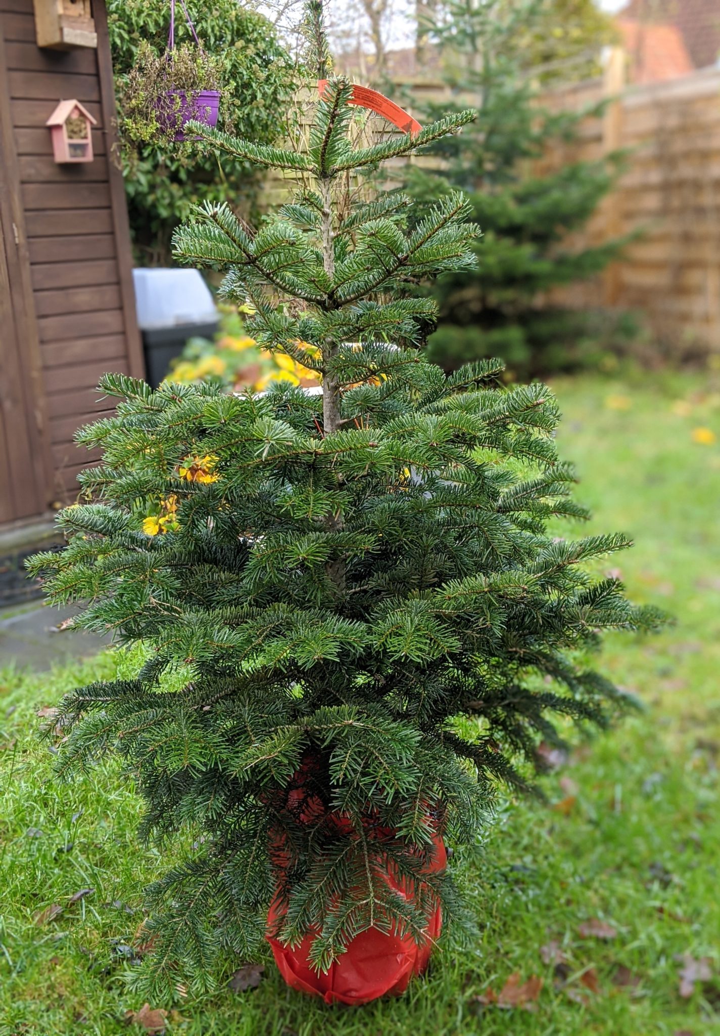 Zu Weihnachten einen Baum pflanzen und den Wald retten